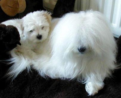 Retired coton de tulear for sales sale